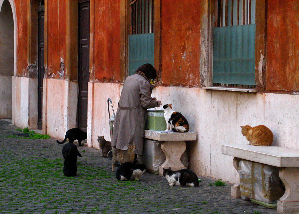 Lady Feeding Cats in Rome